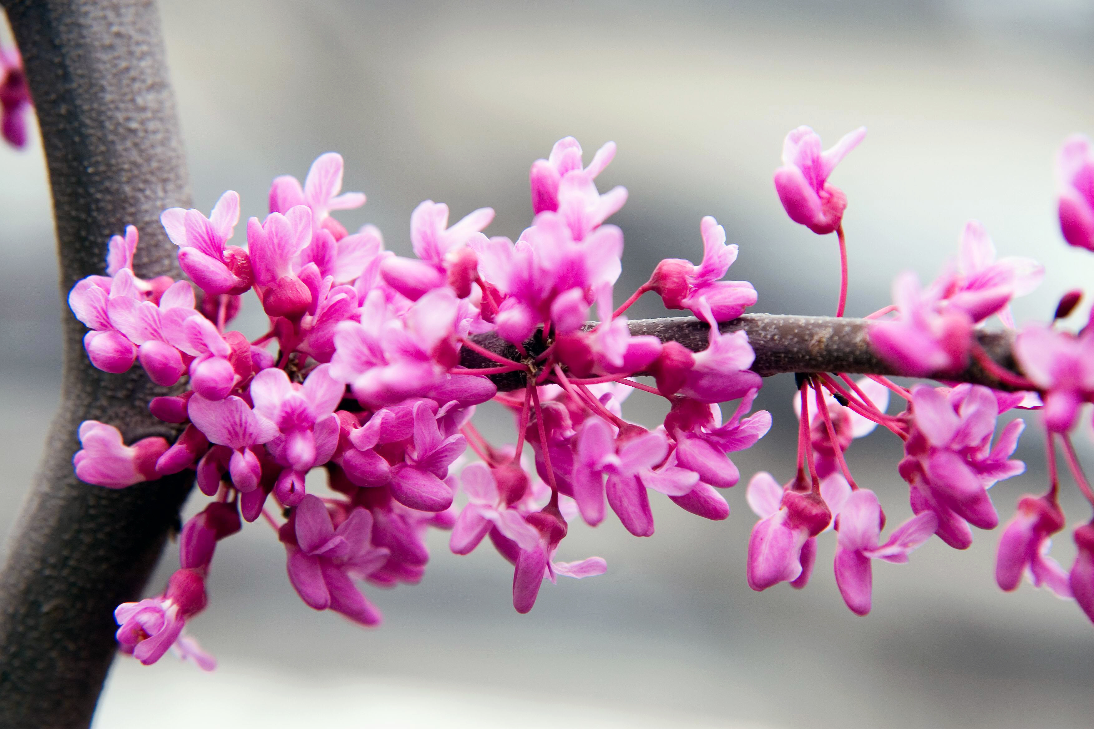 Tree planting considerations